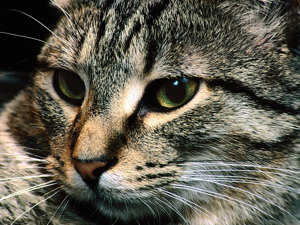 Charlie, Domestic Shorthair